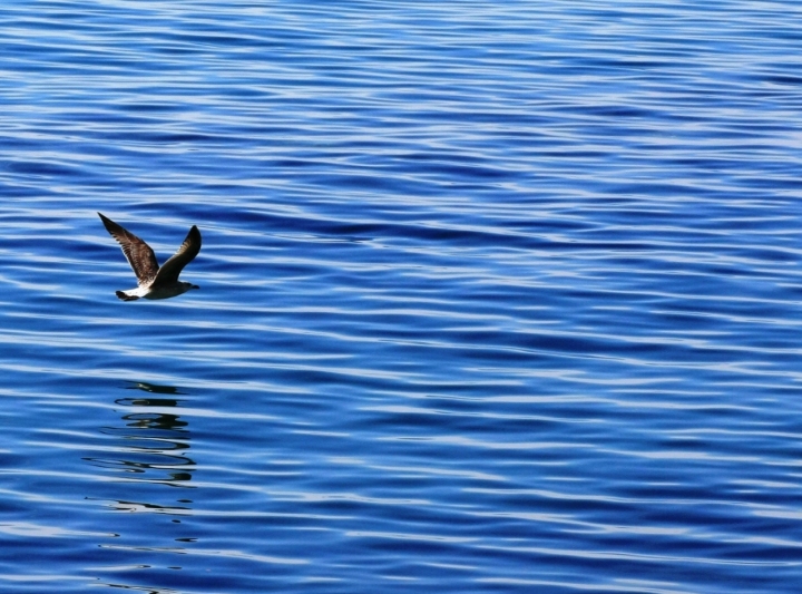 Specchio d'acqua.... di drigatti