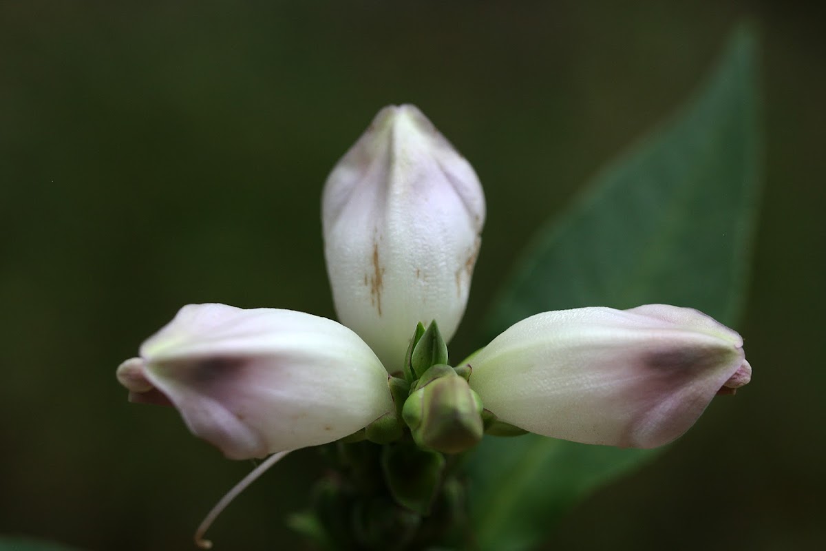 White Turtlehead