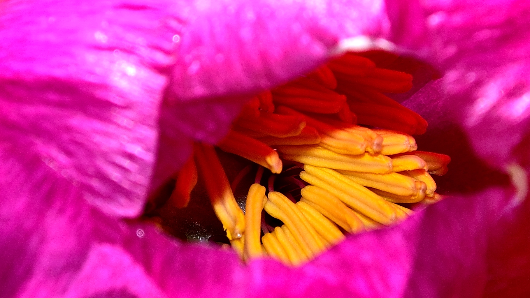 Peonie di Maggio.. di effeenne