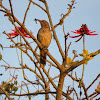 Curve-billed thrasher