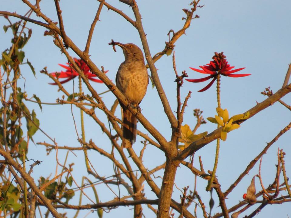 Curve-billed thrasher