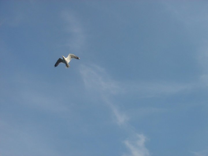 In volo libero di akira