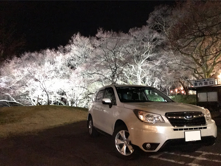 フォレスターのドライブ・桜・高遠城址公園・スバル・フォレスターに関するカスタム事例の投稿画像1枚目