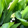 Lily of the Valley