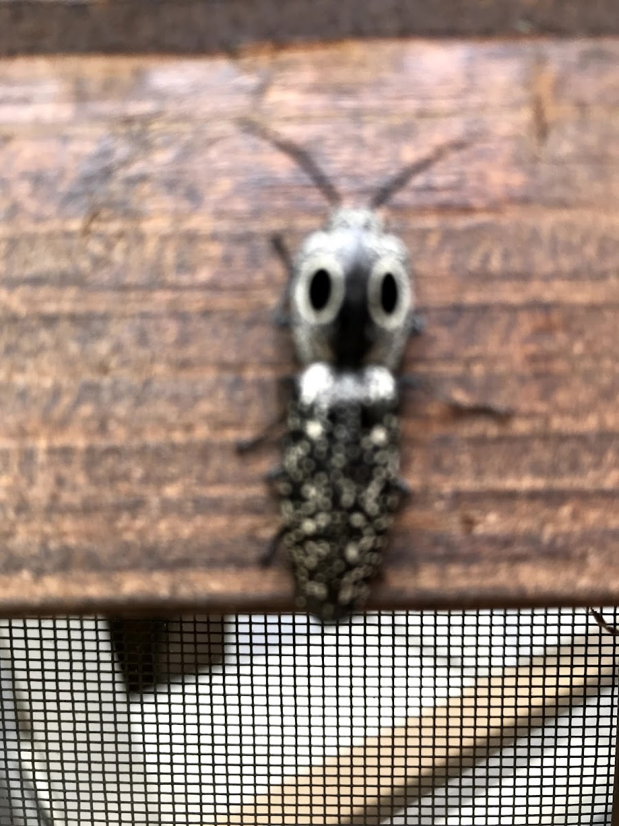 Eastern Eyed Click Beetle