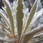 Frailejón