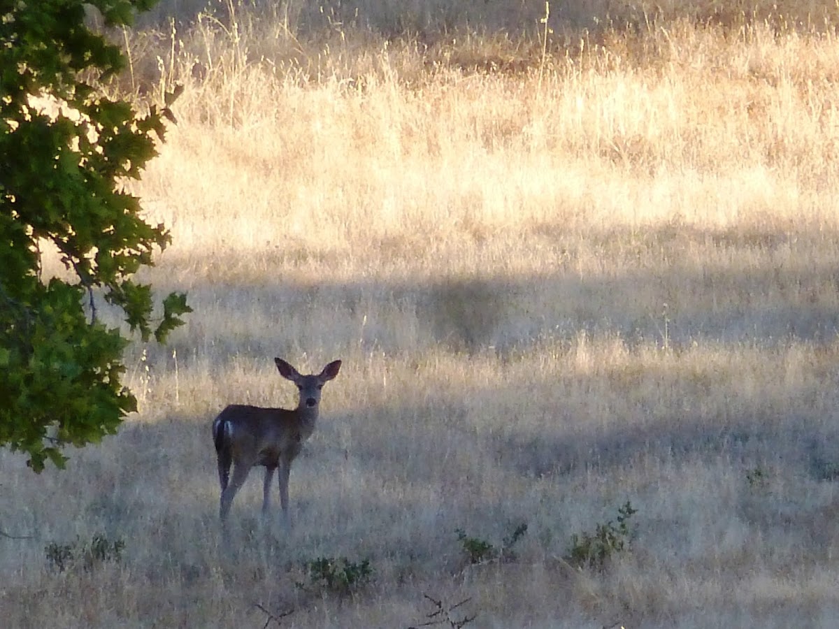 Black tailed deer