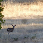 Black tailed deer