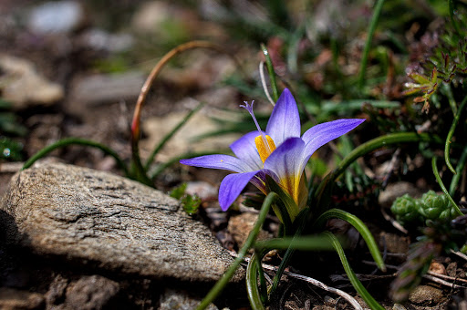 Romulea bulbocodium