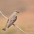 Yellow-throated sparrow