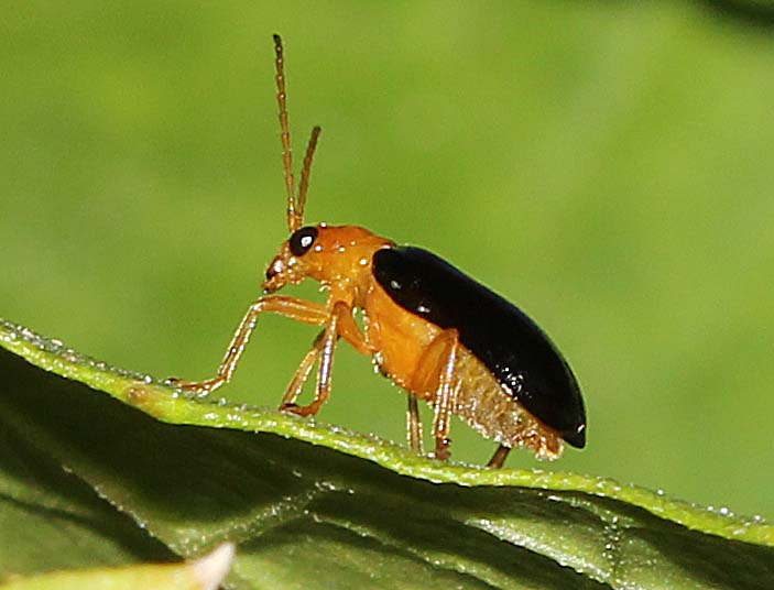 Cucurbit Leaf Beetle