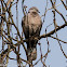 Collared Dove; Tórtola Turca