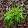 Openflower Witchgrass