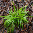 Openflower Witchgrass