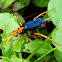 Spider wasp