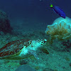 Hawksbill sea turtle