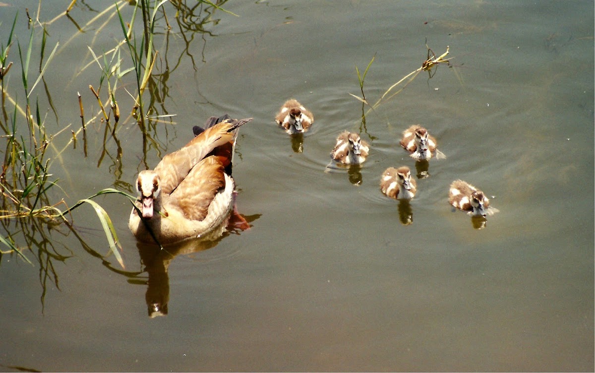 Egyptian Goose