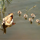 Egyptian Goose