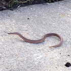 Rough Earth Snake