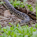 Bull Snake