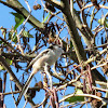 Long-tailed Tit