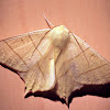 Swallow-tailed moth