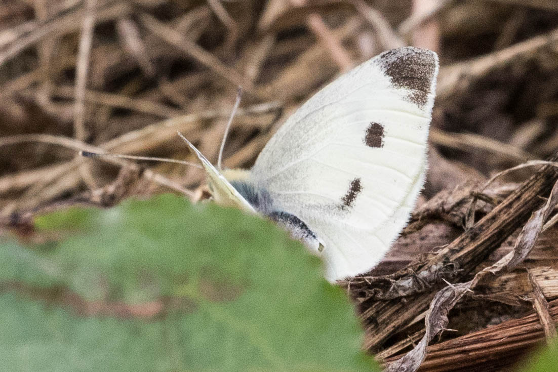 Small White