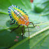 Stink Bug nymph