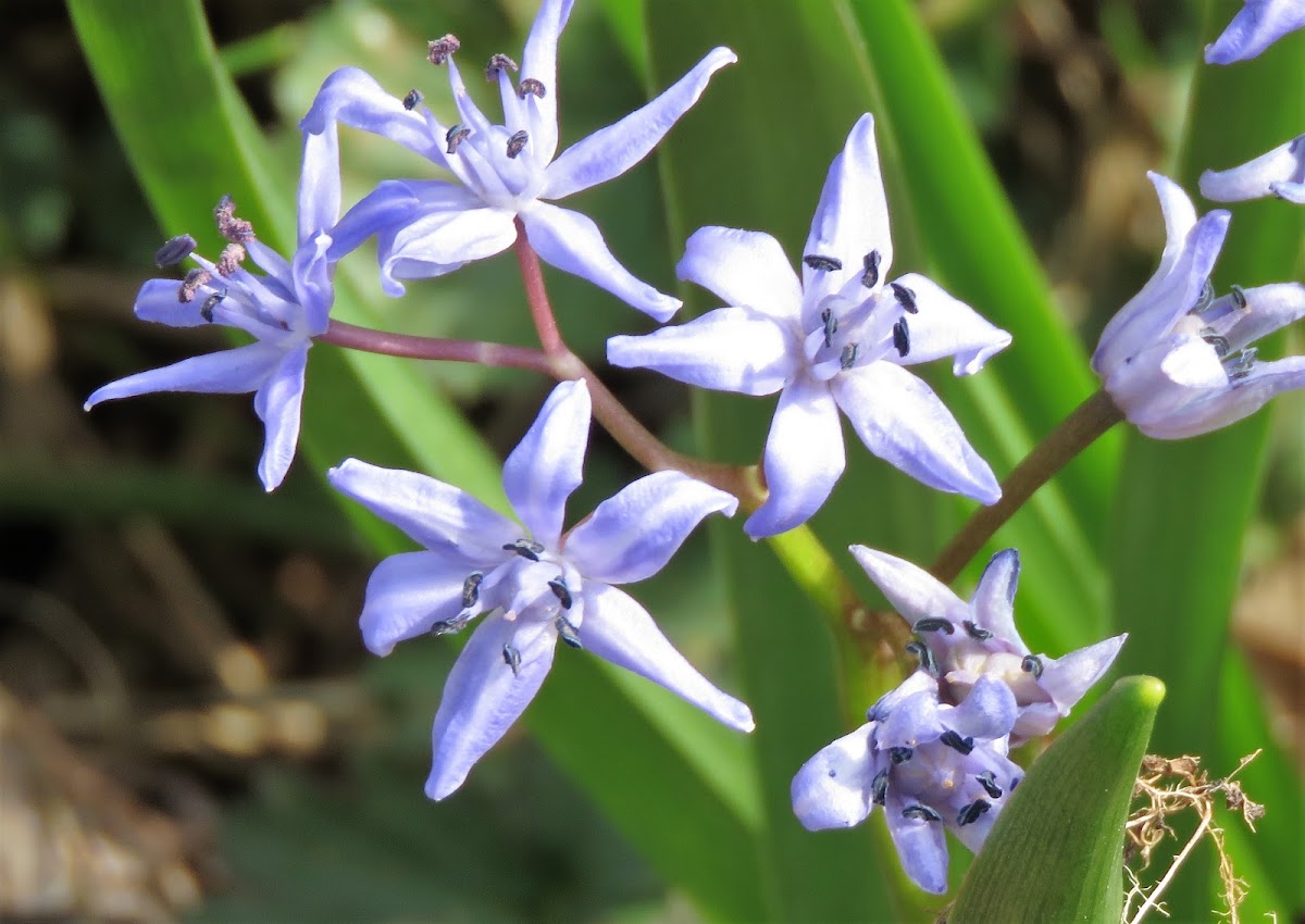 Alpine Squill