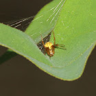 Orb-weaver Spider