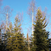 white spruce and black spruce