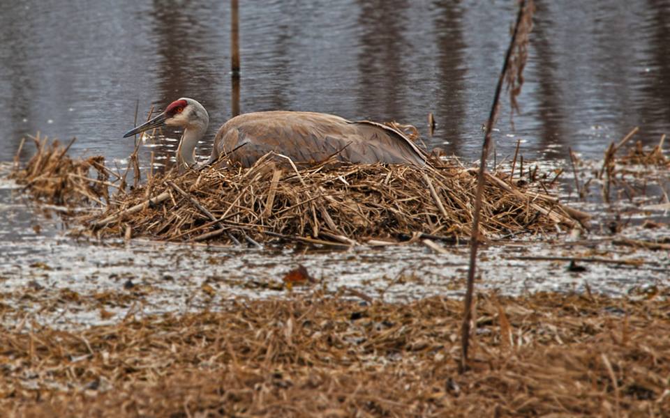 Sandhill Crane