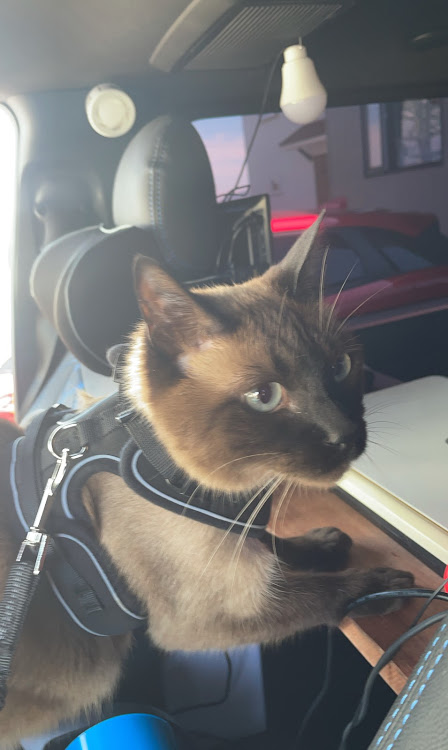 ハイエースのハイエース・猫に関するカスタム事例の投稿画像2枚目