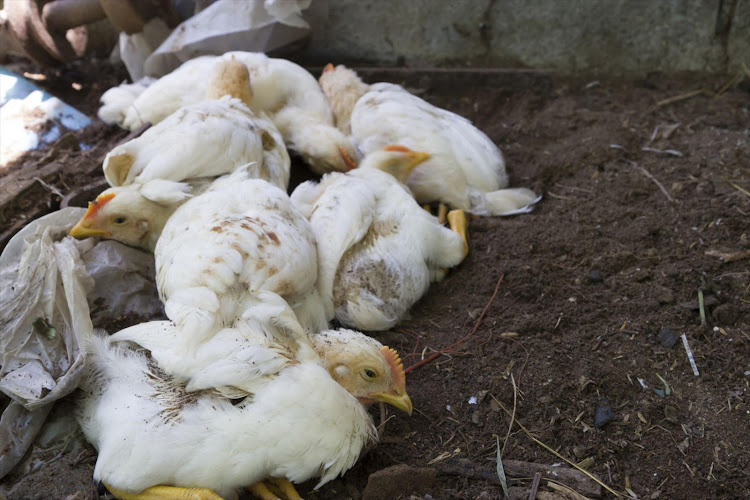 A contagious strain of bird flu is spreading through poultry in Mpumalanga.