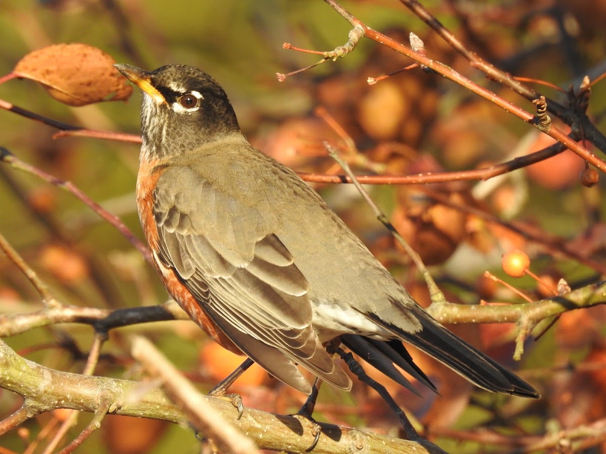 American Robin