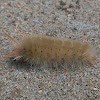 Sycamore Tussock Moth (Caterpillar)