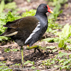 Moorhen