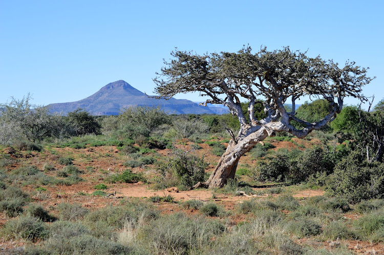 Shepherd trees live hundreds of years