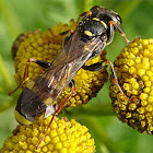 Field digger wasp