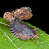 Tortoise beetle larva