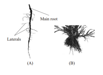 Root