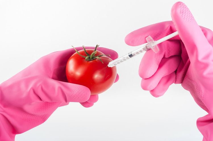 A genetically modified tomato