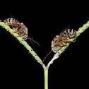 Leaf Cutter Bee