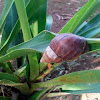 African Land Snail