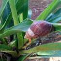 African Land Snail