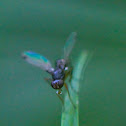 Black Scavanger Flies