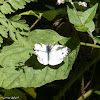 Green-veined White