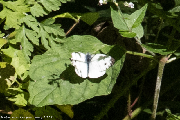 Green-veined White