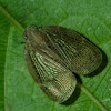 Planthopper