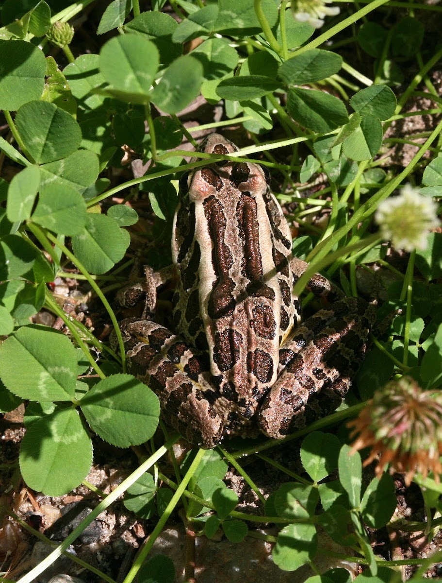 Pickerel Frog